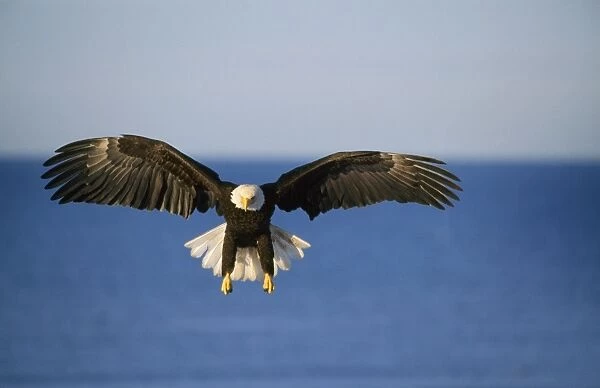 Bald Eagle - in flight