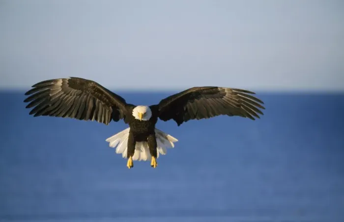 Framed Print : Bald Eagle - in flight Framed Print : Bald Eagle - in flight