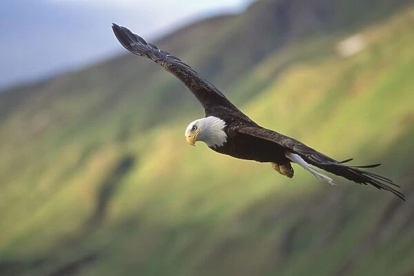 Bald Eagle - in flight - Amaknak Island - Alaska