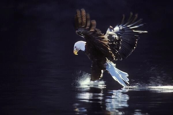 Bald Eagle In flight, catching fish Pacific Northwest BE2250