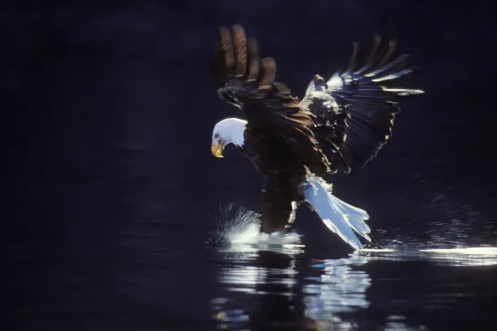 Framed Print : Bald Eagle In flight, catching fish Pacific Northwest BE2250 Framed Print : Bald Eagle In flight, catching fish Pacific Northwest BE2250