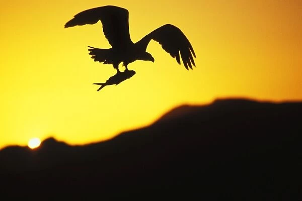 Bald Eagle In flight, with fish Summer sunset Pacific Northwest, USA BE7833