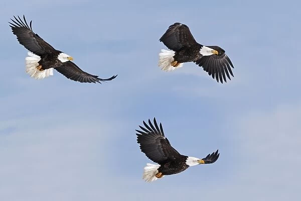 Bald Eagle - three in flight. Homer - Kenai Peninsula - Alaska - USA