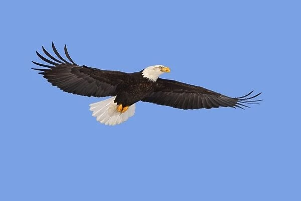 Bald Eagle - in flight. Homer - Kenai Peninsula - Alaska - USA