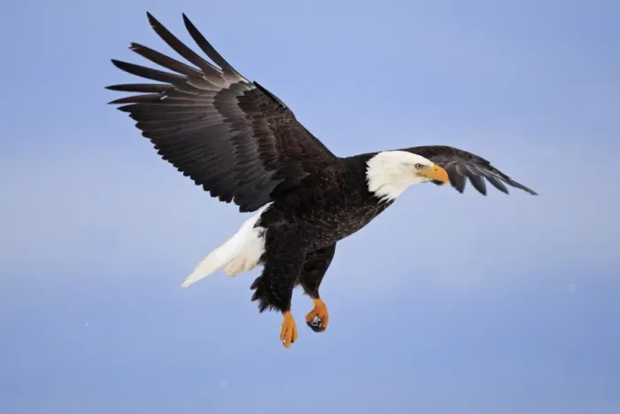 Framed Print : Bald Eagle - in flight. Homer - Kenai Peninsula - Alaska - USA Framed Print : Bald Eagle - in flight. Homer - Kenai Peninsula - Alaska - USA