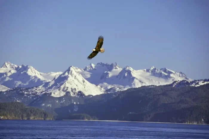 Framed Print : Bald Eagle In flight over Kachemak Bay, Alaska April BE5547 Framed Print : Bald Eagle In flight over Kachemak Bay, Alaska April BE5547