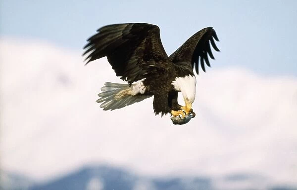 Bald Eagle in flight with prey in claws Our beautiful pictures are