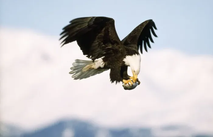 Framed Print : Bald Eagle - in flight with prey in claws Framed Print : Bald Eagle - in flight with prey in claws