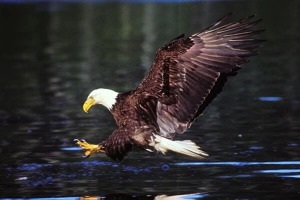 Bald Eagle - In flight, about to snatch fish from the water July Pacific Northwest BE7807