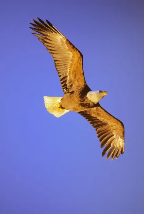 Framed Print : Bald Eagle - In flight, wings are picking up color from late evening sun Summer Pacific Northwest BE7810 Framed Print : Bald Eagle - In flight, wings are picking up color from late evening sun Summer Pacific Northwest BE7810