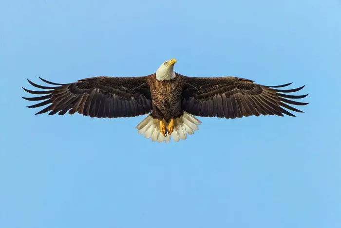 Framed Print : Bald eagle flying, Florida Date: 10-01-2019 Framed Print : Bald eagle flying, Florida Date: 10-01-2019