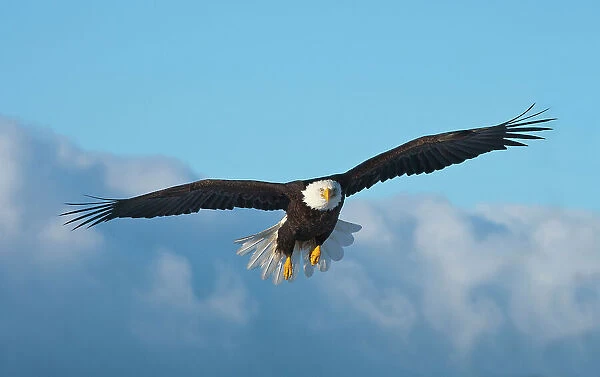 Bald Eagle flying, Homer, Alaska, USA Date: 11-03-2007
