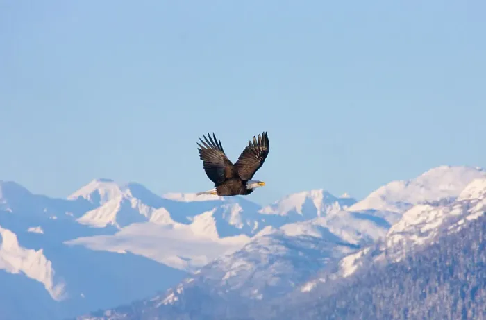 Framed Print : Bald Eagle flying over snow mountain, Haines, Alaska, USA Date: 19-11-2011 Framed Print : Bald Eagle flying over snow mountain, Haines, Alaska, USA Date: 19-11-2011