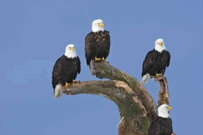 Framed Print : Bald Eagle - group perched on branches. Homer - Kenai Peninsula - Alaska - USA Framed Print : Bald Eagle - group perched on branches. Homer - Kenai Peninsula - Alaska - USA