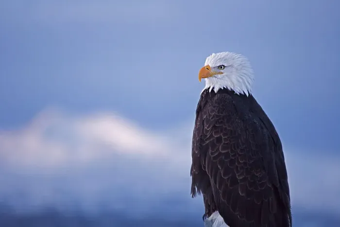 Framed Print : Bald Eagle, Homer, Alaska, USA Date: 09-03-2007