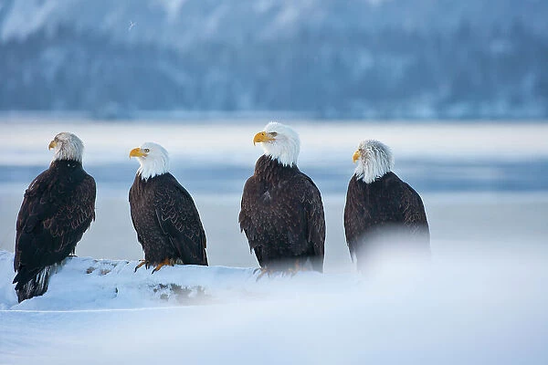 Bald Eagle, Homer, Alaska, USA Date: 09-03-2007