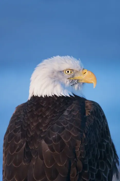 Framed Print : Bald Eagle, Homer, Alaska, USA Date: 11-03-2007 Framed Print : Bald Eagle, Homer, Alaska, USA Date: 11-03-2007