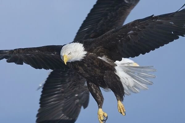 Bald Eagle - Kenai Peninsula, Alasksa. Feb. USA