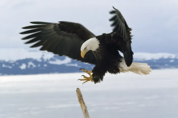 Framed Print : Bald Eagle - landing Framed Print : Bald Eagle - landing