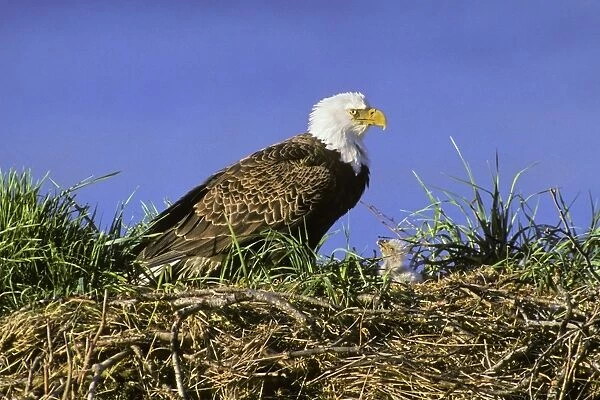 Bald Eagle - Mother and very young chick at nest BE921