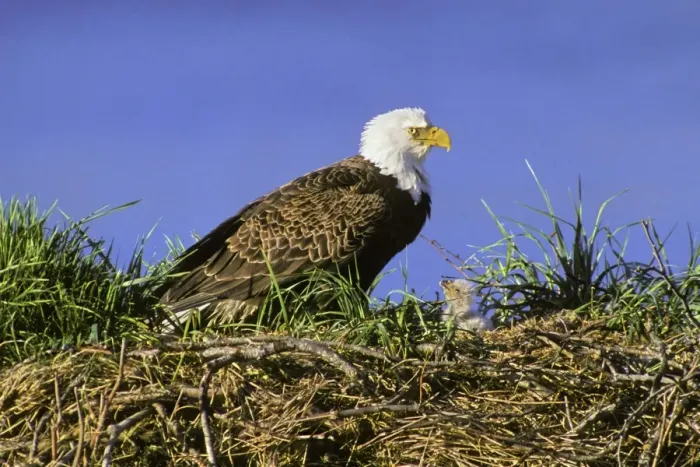Framed Print : Bald Eagle - Mother and very young chick at nest BE921 Framed Print : Bald Eagle - Mother and very young chick at nest BE921