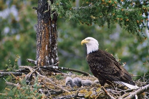 Bald Eagle - at nest with chicks Western North America