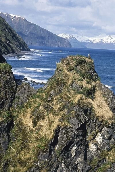 Bald Eagle - nest along coastal shore of Kodiak Island (Kodiak National Wildlife Refuge), Alaska. BE2419