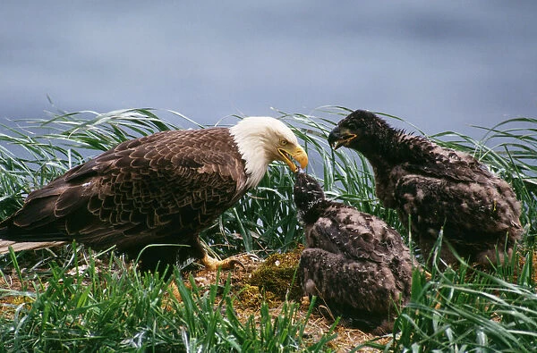 Bald Eagle - at nest feeding young. Alaska