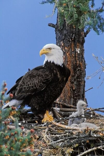 Bald Eagle - At nest with young eaglets