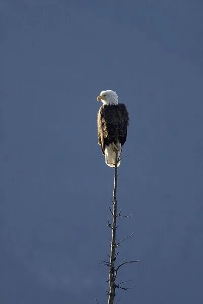 Bald Eagle - perched on tree - Canadian Rocky Mountains - Alberta, Canada BI018473