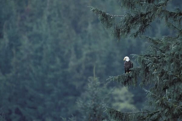 Bald Eagle - perched in tree in rain - Glendale River - British Columbia - Canada