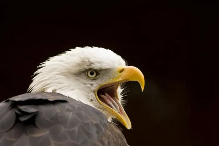 Framed Print : Bald Eagle Portrait while calling North America