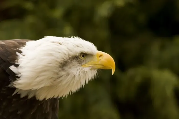 Framed Print : Bald Eagle Portrait North America Framed Print : Bald Eagle Portrait North America