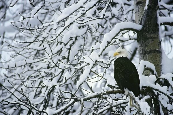 Bald Eagle sitting in cottonwood tree after fresh snow. Washington, Western U. S. A, winter. BE3195