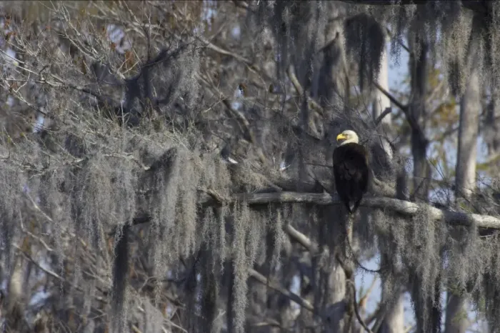 Framed Print : Bald Eagle - in Spanish Moss draped tree Cypress Lake, florida, USA BI001224 Framed Print : Bald Eagle - in Spanish Moss draped tree Cypress Lake, florida, USA BI001224