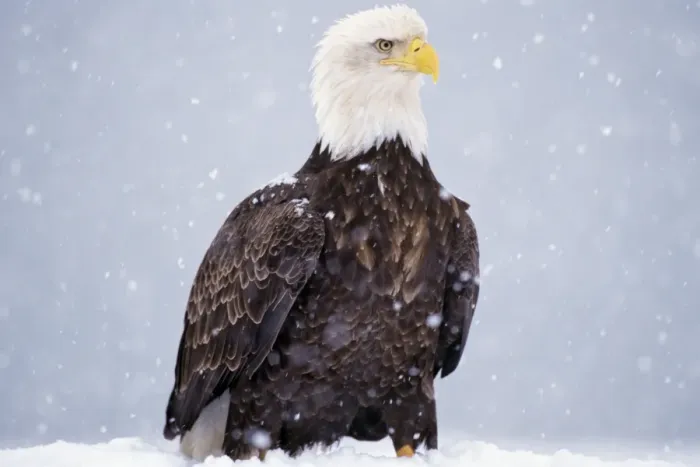 Framed Print : Bald Eagle - standing on ground during snowstorm. BE5424 Framed Print : Bald Eagle - standing on ground during snowstorm. BE5424