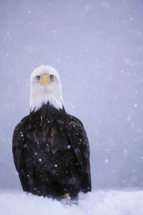Framed Print : Bald Eagle TOM 649 In snowstorm Haliaeetus leucocephalus © Tom & Pat Leeson / ardea. com Framed Print : Bald Eagle TOM 649 In snowstorm Haliaeetus leucocephalus © Tom & Pat Leeson / ardea. com
