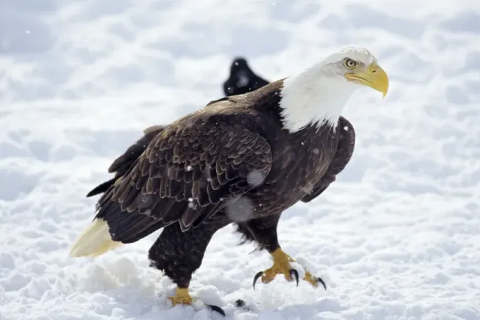 Framed Print : Bald Eagle - walking across snow covered ground. BE7800 Framed Print : Bald Eagle - walking across snow covered ground. BE7800