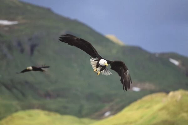 Bald Eagles - in flight - Amaknak Island - Alaska