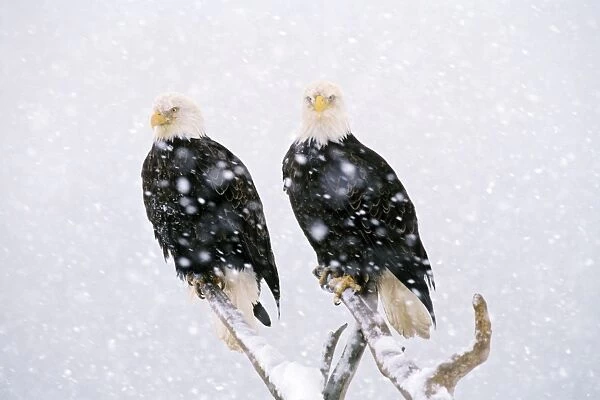 Bald Eagles - in heavy winter snowstorm. BE5422