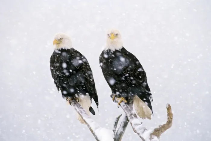 Framed Print : Bald Eagles - in heavy winter snowstorm. BE5422 Framed Print : Bald Eagles - in heavy winter snowstorm. BE5422