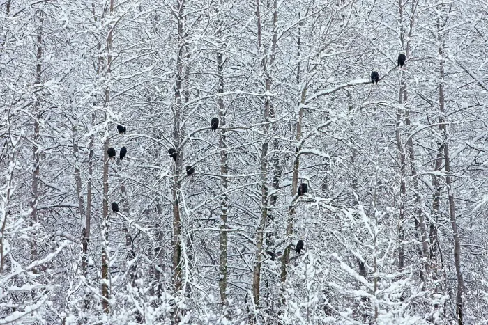 Framed Print : Bald Eagles perched on trees covered with snow, Haines, Alaska, USA Date: 14-11-2011 Framed Print : Bald Eagles perched on trees covered with snow, Haines, Alaska, USA Date: 14-11-2011