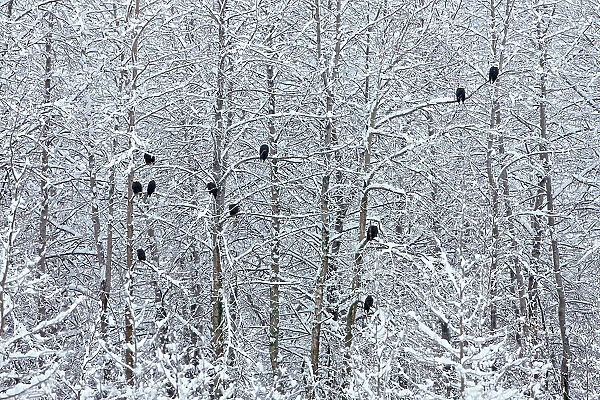 Bald Eagles perched on trees covered with snow, Haines, Alaska, USA Date: 14-11-2011