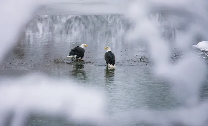 Framed Print : Bald Eagles on the river in the forest covered with snow, Haines, Alaska, USA Date: 14-11-2011 Framed Print : Bald Eagles on the river in the forest covered with snow, Haines, Alaska, USA Date: 14-11-2011