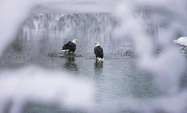 Bald Eagles on the river in the forest covered with snow, Haines, Alaska, USA Date: 14-11-2011