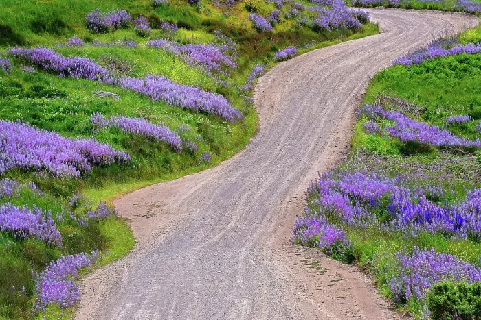 Framed Print : Bald Hills Road through lupine flowers, California Date: 02-06-2009 Framed Print : Bald Hills Road through lupine flowers, California Date: 02-06-2009