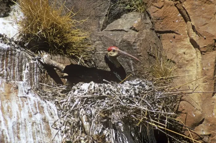 Framed Print : Bald Ibis. RMB-348. Bald Ibis - on nest. Geronticus calvus Framed Print : Bald Ibis. RMB-348. Bald Ibis - on nest. Geronticus calvus