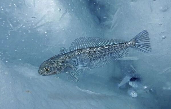 Bald notothen or bald rockcod, Pagothenia borchgrevinki, under surface ice. Is often found along the under surfaces of ice foraging for prey such as copepods and krill