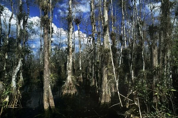 Baldcypress - swamp in Big Cypress National Preserve