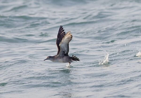 Balearic Shearwater - in flight - running on the sea to take off - Dorset UK - July